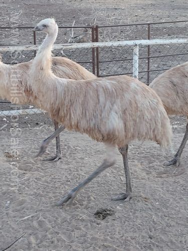 The Ostrich is a large flightless bird that is native to Africa (and at one time to the Middle East). . Emu for sale california